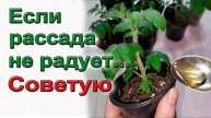 РАССАДА НА ГРАНИ ГИБЕЛИ? Срочные меры, которые спасут ваши томаты и перцы за 3 дня