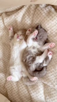 Мирных снов