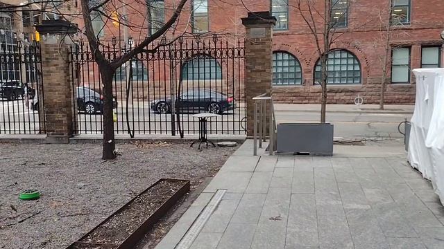 Торонто. Здания, кролики, белки и грецкие орехи.