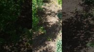 Мои тюльпаны и клумба.