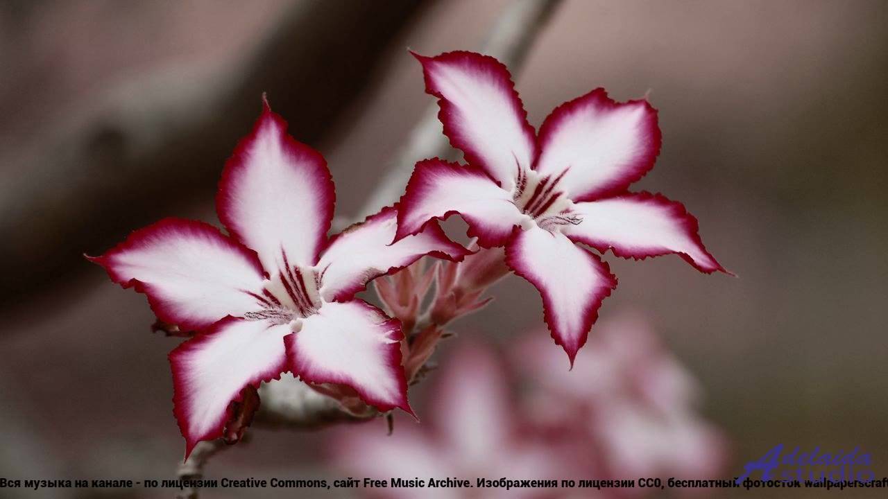 ❤ ❤ ❤ Заряд адреналина на максимум - Start now -- Dirk Dehler -- Unnamed album.mp4