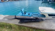 Мальдивы увидели марлина и морскую змею!