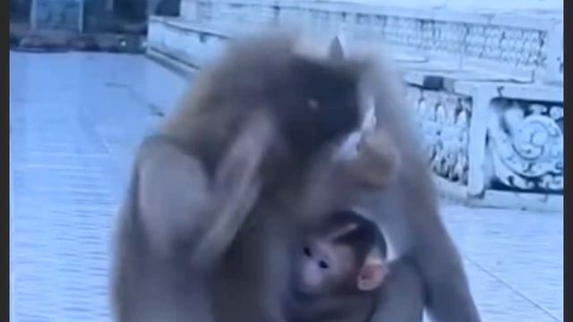 Даже, когда макака не довольна поведением ... 
1000003078.mp4