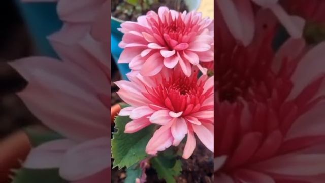 Живу, творю, мечтаю вечно🥰