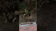 подборка котиков