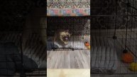 Собака открывает решетку
