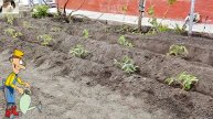 🍅 Правильная посадка томатов ЛЕЖА в траншею – секрет мощной корневой системы и богатого урожая!
