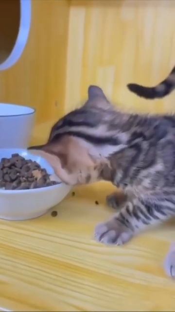 #котики #рек подписка лайки