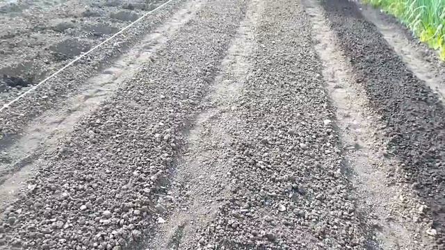 Посадили огурцы, высадили помидоры 🏡 Домик в деревне