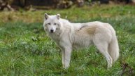Посетителей нижегородского зоопарка эвакуировали из-за сбежавшей волчицы