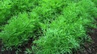 🌿 УКРОП БУДЕТ ПЫШНЫМ и АРОМАТНЫМ! Лучшая подкормка для зелени – просто, дёшево, эффективно