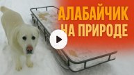 Алабайчик на природе