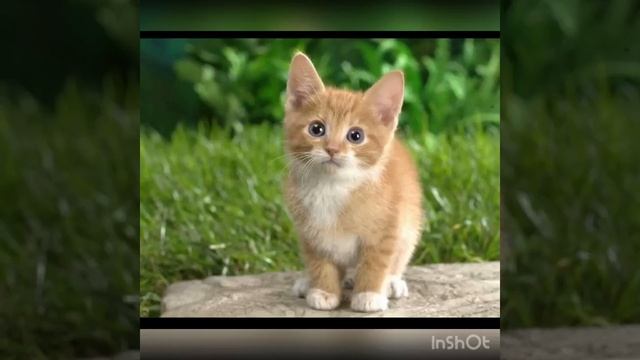 Картинки из интернета( Милые котята и щенята))
