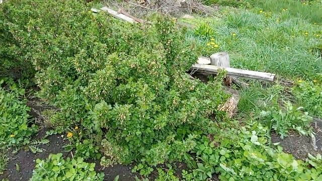 Поездка в деревню, знакомство с соседями