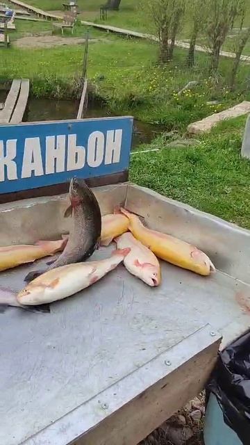 Каньон рыбалка на форель.
