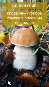 Белый гриб - справочник грибов