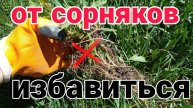 СОРНЯКИ ИСЧЕЗНУТ НАВСЕГДА! Этот забытый метод УНИЧТОЖАЕТ даже пни ЗА НЕДЕЛЮ!