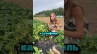 Из за этого вы теряете урожай #дача #садоводничество #огород #сад #урожай #рассада