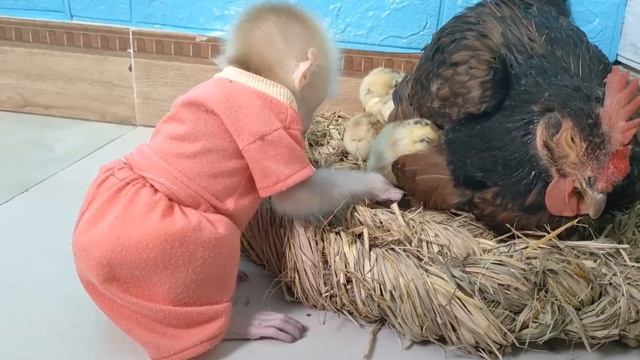 Обезьянка впервые видит цыплят и курицу Осторожничает Гладит Нюхает Ей нравятся комочки живые Смешна