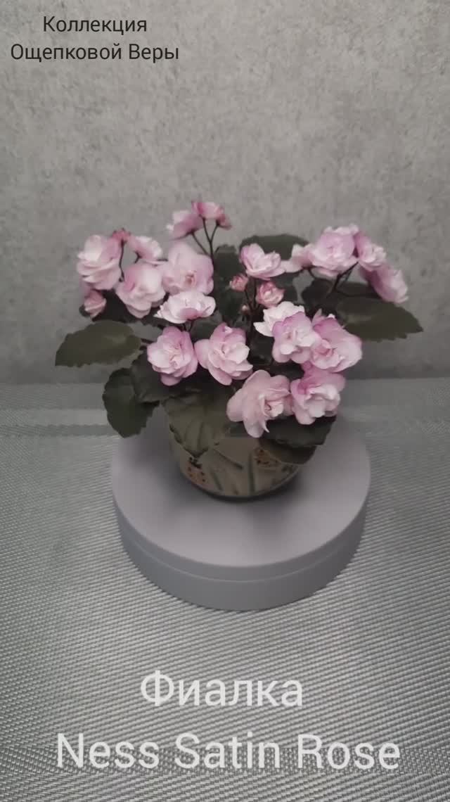 Фиалка Ness Satin Rose ( полумини). Видео из архива.