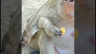 Не каждой макаке ... 1000002949.mp4