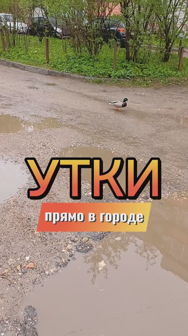 Сладкая парочка, прямо в городе 👌👍