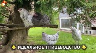 Идеальное птицеводство достойно восхищения 🐓🦆🦢🦚🦃🐔 эпизод (166)