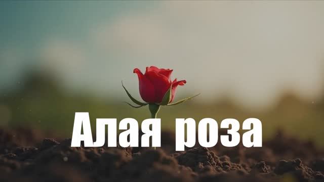 Алая роза (музыка и слова Старостин Ю.В.)