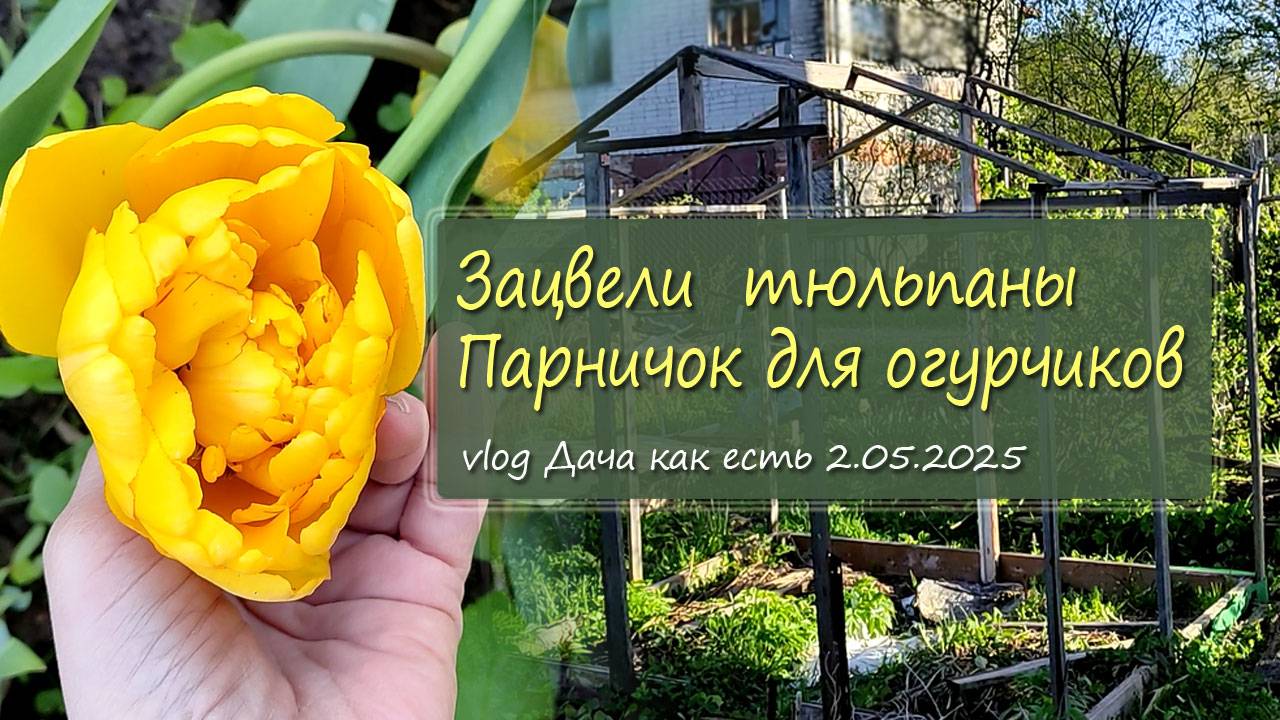 Начинают цвести тюльпаны. Достраиваю каркас парничка /  vlog дача как есть 2.05.2025