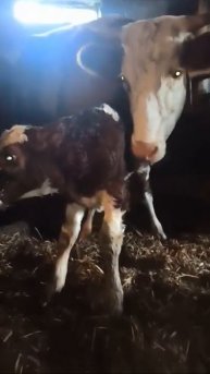 Забава отелилась! Малыш ещё совсем мокрый, но крепыш!!