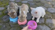 Корм для уличных кошек (1 мая 2025 года)