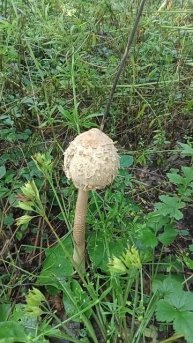 ГРИБ ЗОНТИК #грибы #зонтик #тихаяохота 🍄 ☂️