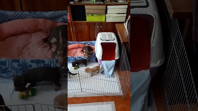 Нянька Тоша спешит на помощь)...