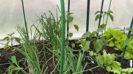 Высадила сладкий перец. Зелень и редиска продолжает расти в теплице.