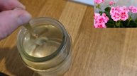 Герань будет пышно цвести круглый год после этого!