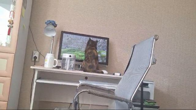 Ночка😺