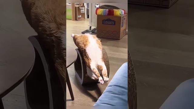 Кото подборка
