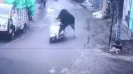Парнокопытный угонщик скутера попал на видео в Индии