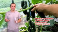 ЭТИ ОГУРЦЫ НЕ ПОДВЕДУТ! Проверенные сорта для теплиц и открытого грунта