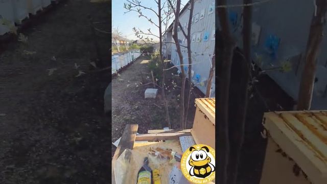 Вместо дымаря водные процедуры Пчёлы на Уральской пасеке