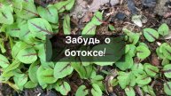 Забудь о БОТОКСЕ! Зелень - твой секрет молодости и красоты!