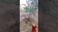 Бобры перегарадили речку