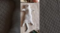 Наш TG https://t.me/liveofcats