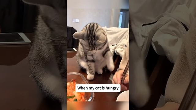 Кото покарми Подборка
