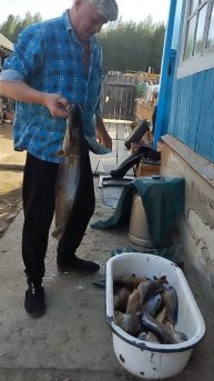 сом и караси и окуни