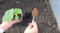 2 ЛОЖКИ В ЛУНКУ — И ОГУРЦЫ ЛОМЯТСЯ ОТ УРОЖАЯ! Секрет, который скрывают агрономы