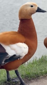 Прекрасные кадры красавцев огарей крупным планом, на Гребном канале в Крылатском