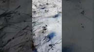 Микки видео к авито