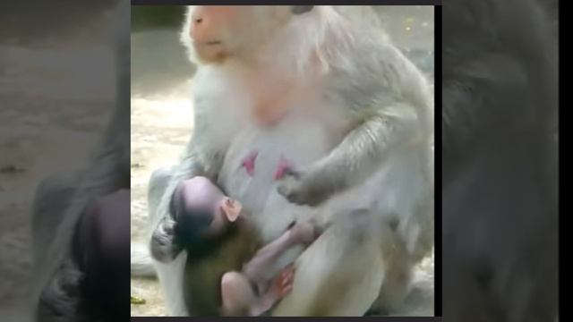 Макаки сознательно блокируют доступ к.... 1000003095.mp4