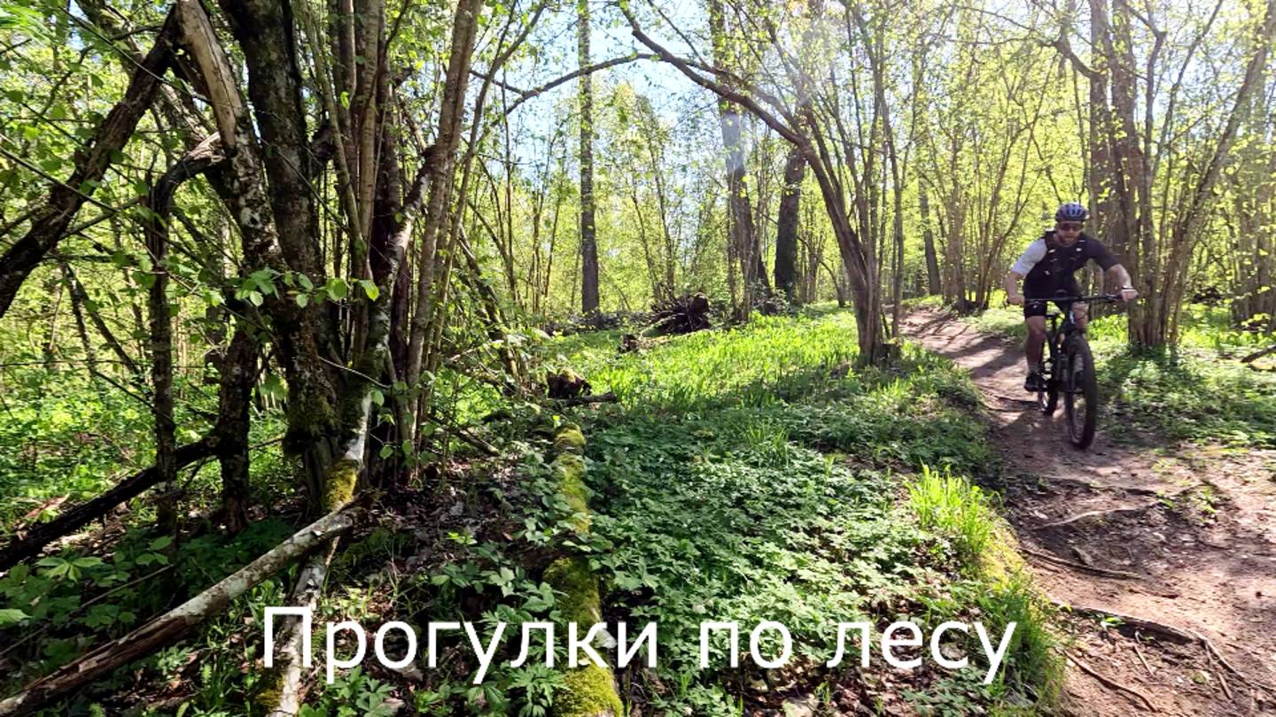 Прогулки по лесу. На тропинке встретил велосипедистов.
